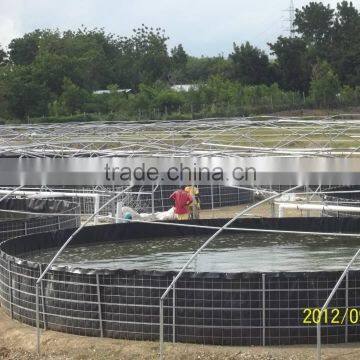 tilapia fish farming