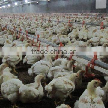 Automatic poultry drink system for chicken