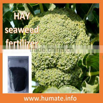 seaweed type,soluble seaweed extract,buy seaweed extract