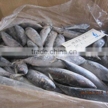 China frozen bonito tuna 2015
