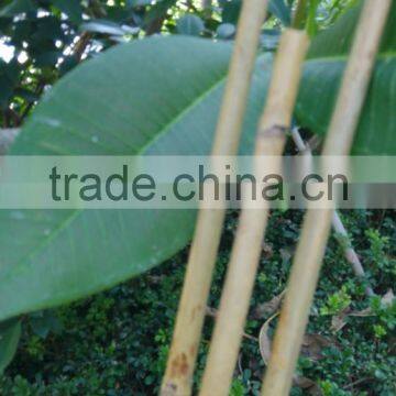 Small Package Bamboo Sticks 6pcs or 12pcs/plastic Bag for Wholesale in Supermarket photo-3