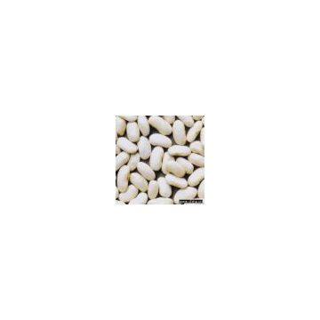 Sell White Kidney Beans of Long Shape