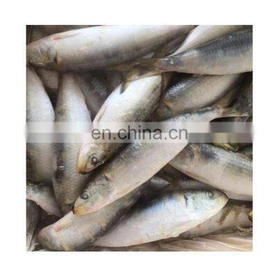 Price Frozen Sardine Fish Sardine Exporters photo-3