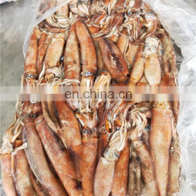 frozen west africa squid ghana squid good price