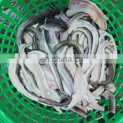Top Quality Sea Frozen Eel Fish Fillet Frozen Conger Eel Fillet 90-200g Head off Tail off Gutted off