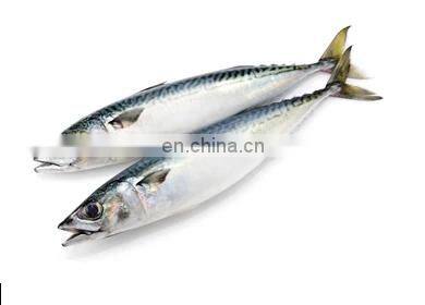 IQF Frozen Pacific Mackerel Fish Yellow Tail Pacific Mackerel