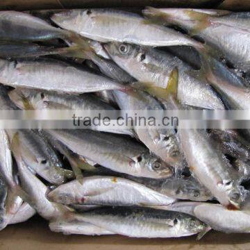 Good Quality Frozen Horse Mackerel for Sale