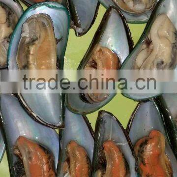 Frozen Green Mussel photo-2