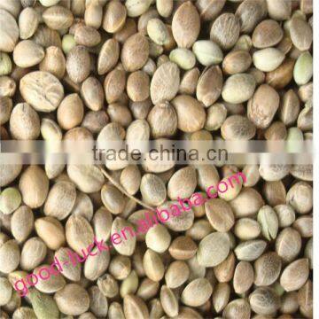 large amount hemp Seed hot sale