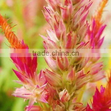 Common Cockscomb ,Celosia cristata L. cv. Pyramidalis, flower seeds , herb seed,vegetalbe seed,fruit seed,grass seed