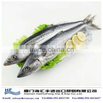 best frorn Spanish mackerel from China