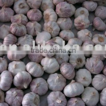 Fresh Normal Garlic