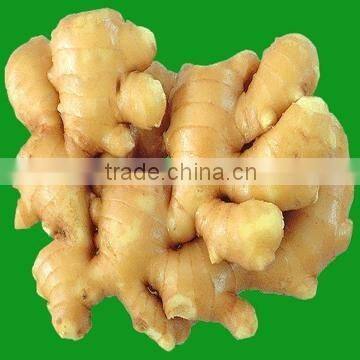 high quality of Ginger root extract powder 2% gingerol