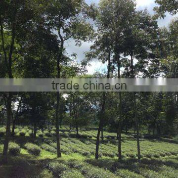 Vietnamese High Quality GREEN TEA photo-6