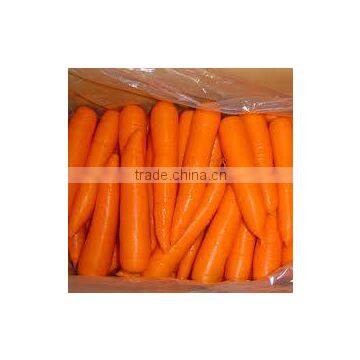 fresh carrot