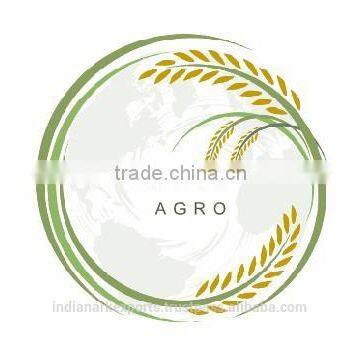 Indian Green Cardamom for Kuwait Market photo-3