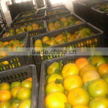 2012 new crop mandarin Orange