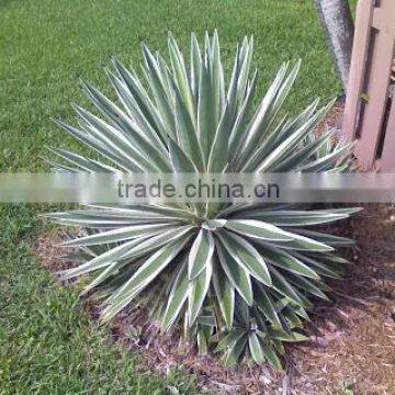 Agave desmettiana marginata Variegated Urn Agave