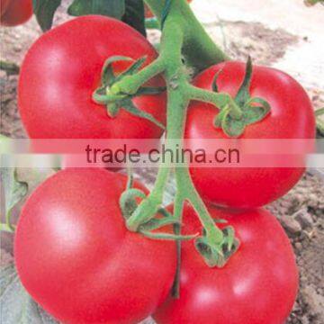 2016 Hot Humidity Raining Tolerance Summer Open Field Tomato Seeds For Growing-Sky Fortune 506