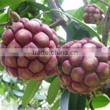 Kadsura coccinea fruiter seeds for growing