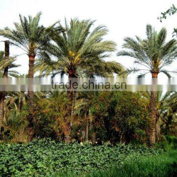 Tunisian Organic Standard Dates, High Quality Unbranched Organic Dates, Organic Standard Dates Fruit 1 Kg photo-5