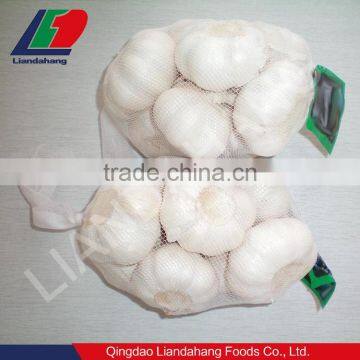 New Fresh White Gralic from manufacturer in China