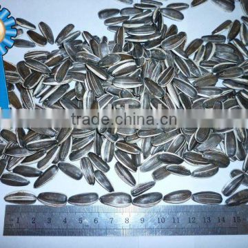 Chinese sunflower seeds