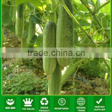 CU05 No.903 f1 hybrid smooth cucumber seeds in vegetable seeds