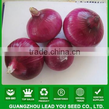 NON02 Hongqiu op red onion seeds for sale china vegetable seeds