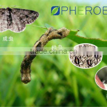 Pheromone Lure for Ectropis obliqua and trap set