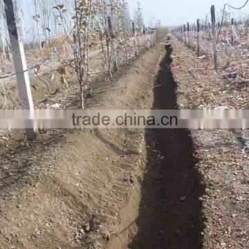 New Design Trencher and Grapevine Burying Machine photo-3
