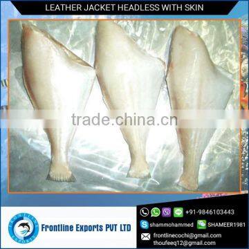 Frozen Leatherjacket Headless with Skin at Best Price