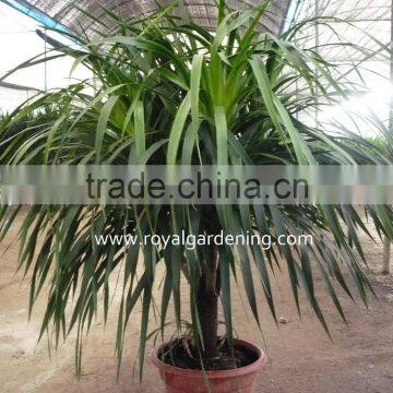 Dracaena Draco,Dracaena angustifolia indoor plants