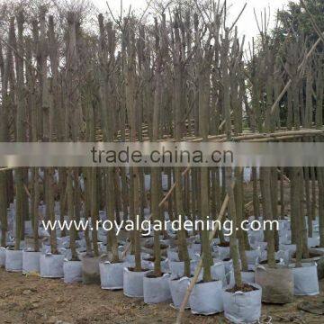 Jacaranda Mimosifolia Landscaping Tree for Tropical Climate photo-3