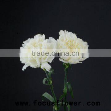 Fragrant aroma crazy selling anthurium flowers flower pots wholesale snow white for wedding decoration from kunming