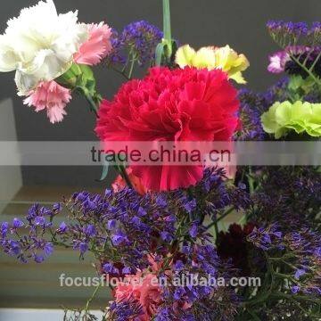 Fresh Cut Flowers Fragrant Real Touch Carnation to Friends
