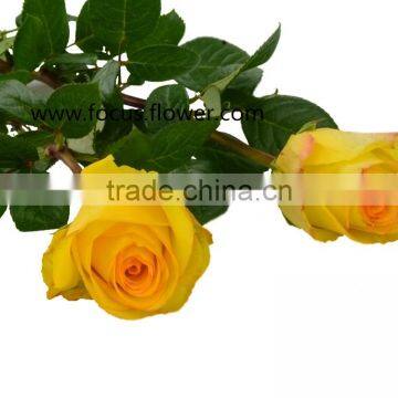 Hot sale roses flowers ecuador rose yellow crown rose from kunming