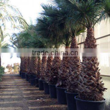 Washingtonia Robusta "Mexican Fan Palm" photo-6