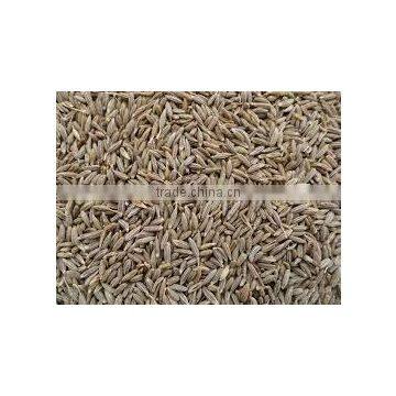 Cumin Seeds photo-2