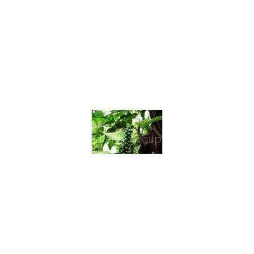 pepper extract