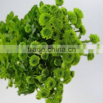 Fresh Crazy Selling various chrysanthemum flower from china