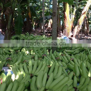 VIETNAM BEST QUALITY FRESH CAVENDISH BANANA photo-2