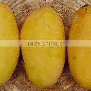 100% Fesh Chunsa Mango photo-5