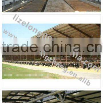 Professional design steel structure cow farm house