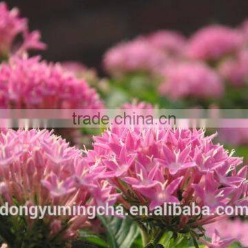 GMP Manufacture Supply High Quality Rhodiola Rosea Extract 3% 5% Rosavins for Supplement for Capsule photo-2