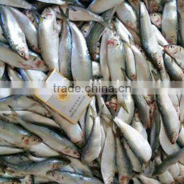 frozen sardine fish 20-30pcs/kg