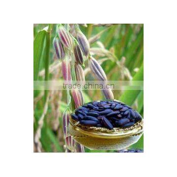 High Quality Long-Grain Organic Black Rice for Sale