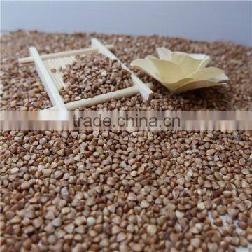 Roasted buckwheat kerner with best price