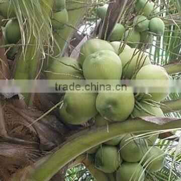 Fresh Young Coconut (Diamond/ Polish Shape)