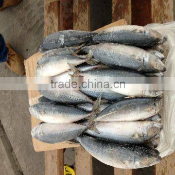 August newly caught mackerel materail whole round